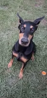 pregnant, a female Doberman Pinscher for sale in Pensacola, FL – 1 of 3