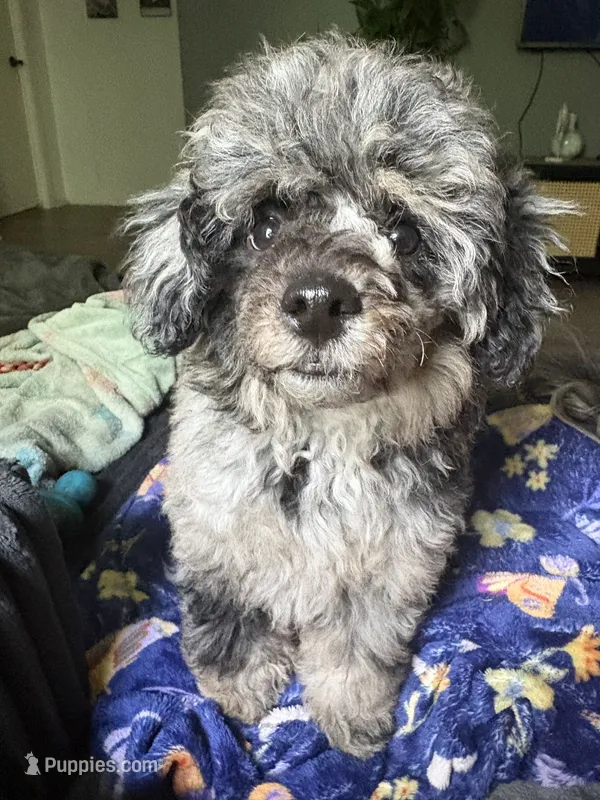 Tiny cutie – Poodle - Miniature  puppy for sale in Pensacola, FL