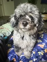 Tiny cutie, a male Poodle - Miniature  for sale in Pensacola, FL – 1 of 4
