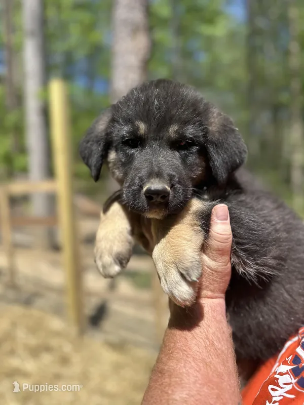 Black male/red collar – German Shepherd Dog, Great Pyrenees puppy for sale in Berea, KY