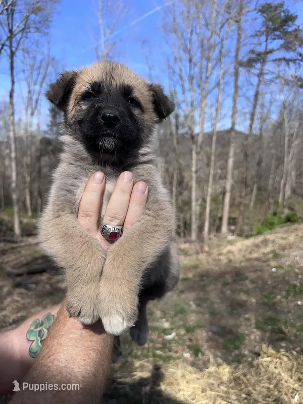 German Shepherd Puppy – German Shepherd Dog, Great Pyrenees puppy for sale in Berea, KY