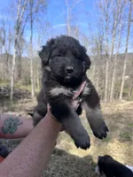 German Shepherd Puppy, a male German Shepherd Dog and Great Pyrenees for sale in Berea, KY – Photo 2 of 3