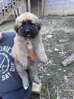 German Shepherd Puppy, a male German Shepherd Dog and Great Pyrenees for sale in Berea, KY – Photo 3 of 3
