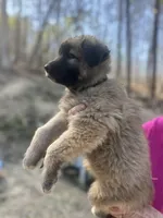 Tan girl/black collar, a female German Shepherd Dog and Great Pyrenees for sale in Berea, KY – Photo 2 of 2