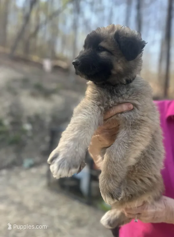 Tan girl/black collar, a female German Shepherd Dog and Great Pyrenees for sale in Berea, KY – Photo 1 of 2