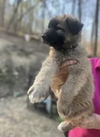 Tan girl/black collar, a female German Shepherd Dog and Great Pyrenees for sale in Berea, KY – Photo 1 of 2