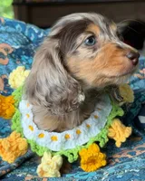 Dachshund puppy , a female Miniature Dachshund for sale in Alabama, NY – Photo 2 of 3