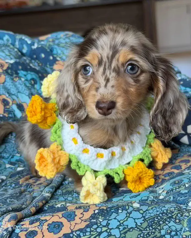 Dachshund puppy  – Miniature Dachshund puppy for sale in Alabama, NY