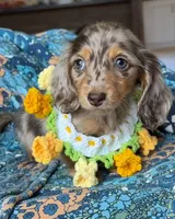 Dachshund puppy , a female Miniature Dachshund for sale in Alabama, NY – Photo 1 of 3