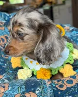 Dachshund puppy , a female Miniature Dachshund for sale in Alabama, NY – Photo 3 of 3