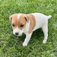 Theo - Male #4, a female Jack Russell Terrier and Parson Russell Terrier for sale in Caldwell, ID – 3 of 7