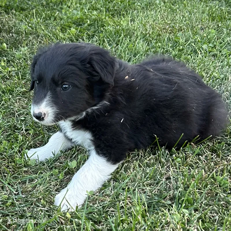 Male #1 - Border Collie – Border Collie puppy for sale in Caldwell, ID
