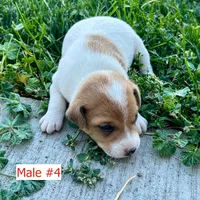 Theo - Male #4, a female Jack Russell Terrier and Parson Russell Terrier for sale in Caldwell, ID – 6 of 7