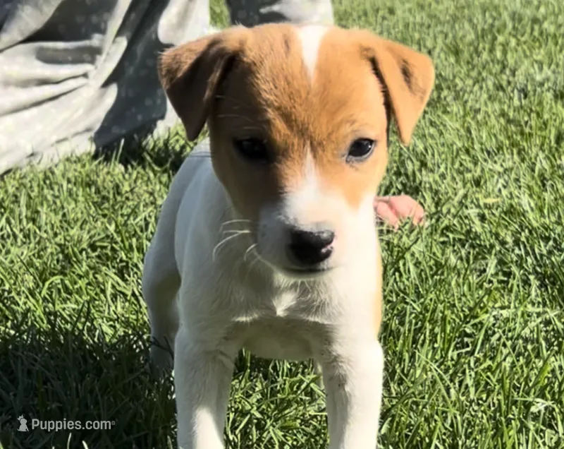 Theo - Male #4 VIDEO! – Jack Russell Terrier, Parson Russell Terrier puppy for sale in Caldwell, ID