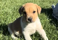 Biscuit - Male #1 VIDEO!, a male Jack Russell Terrier and Parson Russell Terrier for sale in Caldwell, ID – 1 of 8