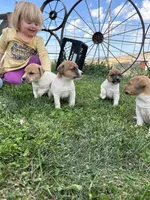 Honey - Female #1, a female Jack Russell Terrier and Parson Russell Terrier for sale in Caldwell, ID – 3 of 5