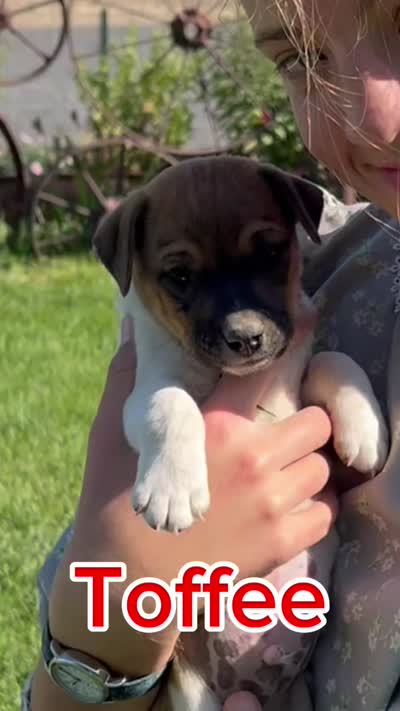 Toffee - Male #2 VIDEO!, a male Jack Russell Terrier and Parson Russell Terrier for sale in Caldwell, ID – 2 of 7