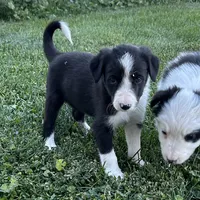 Female #1 - Border Collie, a female Border Collie for sale in Caldwell, ID – 2 of 4