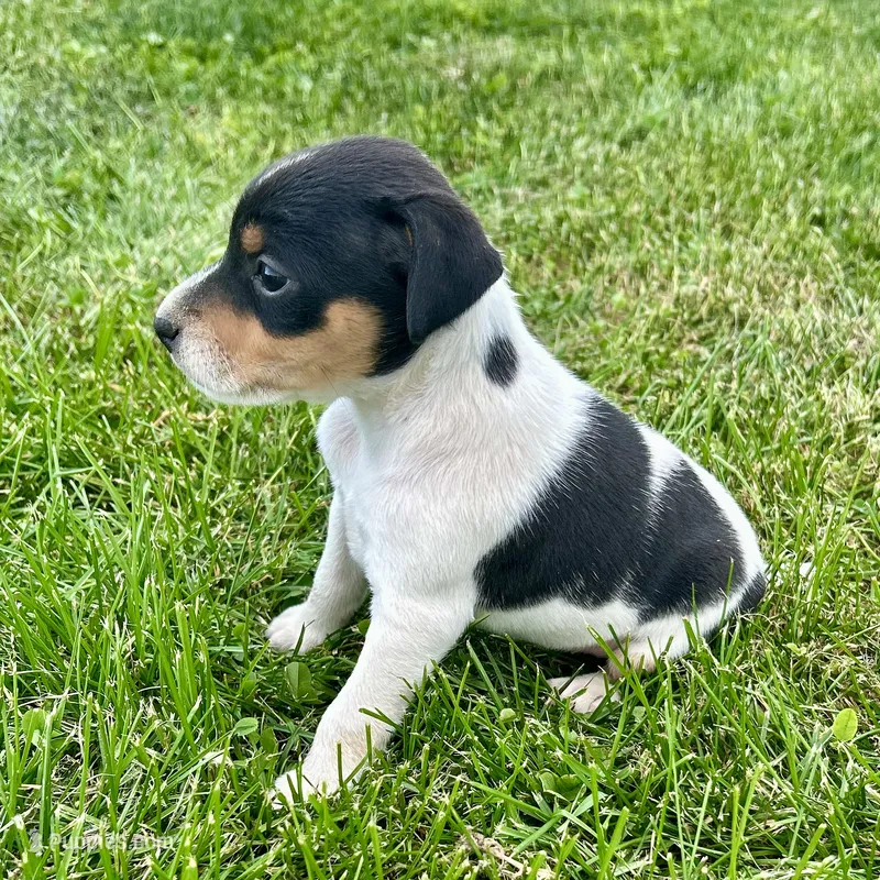 Penny - Female #4 – Jack Russell Terrier, Parson Russell Terrier puppy for sale in Caldwell, ID