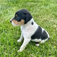 Penny - Female #4, a female Jack Russell Terrier and Parson Russell Terrier for sale in Caldwell, ID – 1 of 6