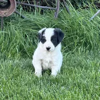 Male #2 - Border Collie, a male Border Collie for sale in Caldwell, ID – 2 of 3