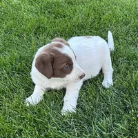 Male #5 - Border Collie, a male Border Collie for sale in Caldwell, ID – 2 of 2