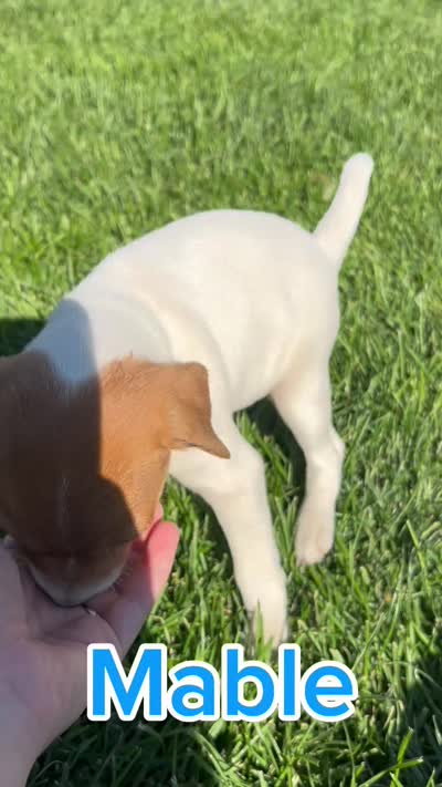 Mabel - Female #3 VIDEO!, a female Jack Russell Terrier and Parson Russell Terrier for sale in Caldwell, ID – 2 of 7