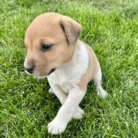 Biscuit - Male #1, a male Jack Russell Terrier and Parson Russell Terrier for sale in Caldwell, ID – 2 of 6