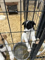 Border Jack Female #1, a female Jack Russell Terrier and Border Collie for sale in Caldwell, ID – 3 of 4