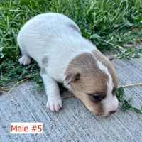 Archie - Male #5, a male Jack Russell Terrier and Parson Russell Terrier for sale in Caldwell, ID – 3 of 3