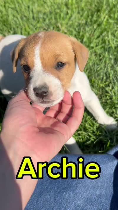 Archie - Male #5 VIDEO!, a male Jack Russell Terrier and Parson Russell Terrier for sale in Caldwell, ID – 2 of 5