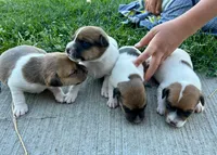 Female #1, a female Jack Russell Terrier and Parson Russell Terrier for sale in Caldwell, ID – 2 of 2