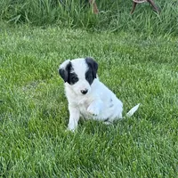 Male #2 - Border Collie, a male Border Collie for sale in Caldwell, ID – 3 of 3