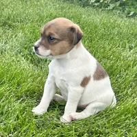 Maple - Female #2, a female Jack Russell Terrier and Parson Russell Terrier for sale in Caldwell, ID – 2 of 6