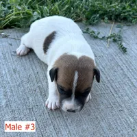 Copper - Male #3, a male Jack Russell Terrier and Parson Russell Terrier for sale in Caldwell, ID – 4 of 5