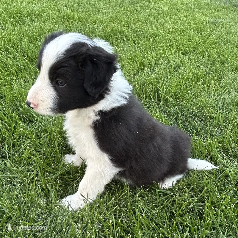 Male #3 - Border Collie – Border Collie puppy for sale in Caldwell, ID