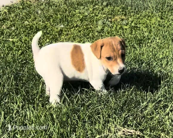 Mabel - Female #3 VIDEO! – Jack Russell Terrier, Parson Russell Terrier puppy for sale in Caldwell, ID