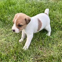 Archie - Male #5, a male Jack Russell Terrier and Parson Russell Terrier for sale in Caldwell, ID – 2 of 3