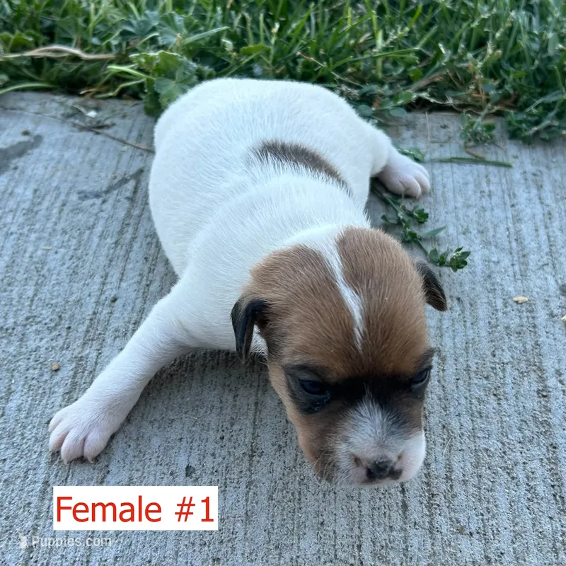 Female #1 – Jack Russell Terrier, Parson Russell Terrier puppy for sale in Caldwell, ID