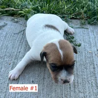 Female #1, a female Jack Russell Terrier and Parson Russell Terrier for sale in Caldwell, ID – 1 of 2
