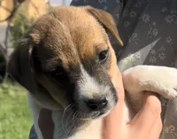 Copper - Male #3 VIDEO!, a male Jack Russell Terrier and Parson Russell Terrier for sale in Caldwell, ID – 1 of 7