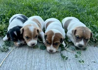 Penny - Female #4, a female Jack Russell Terrier and Parson Russell Terrier for sale in Caldwell, ID – 6 of 6