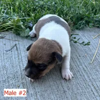 Toffee - Male #2, a male Jack Russell Terrier and Parson Russell Terrier for sale in Caldwell, ID – 5 of 6