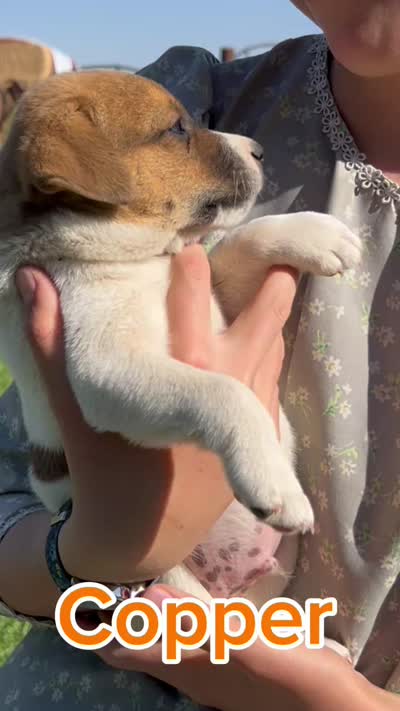 Copper - Male #3 VIDEO!, a male Jack Russell Terrier and Parson Russell Terrier for sale in Caldwell, ID – 2 of 7