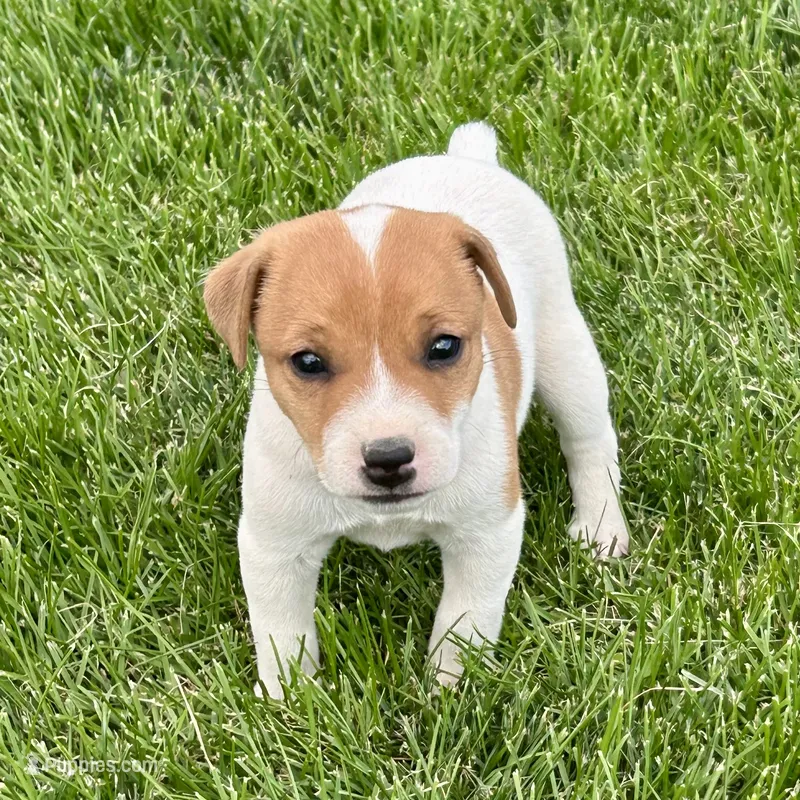 Theo - Male #4 – Jack Russell Terrier, Parson Russell Terrier puppy for sale in Caldwell, ID