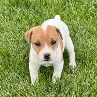 Theo - Male #4, a female Jack Russell Terrier and Parson Russell Terrier for sale in Caldwell, ID – 1 of 7