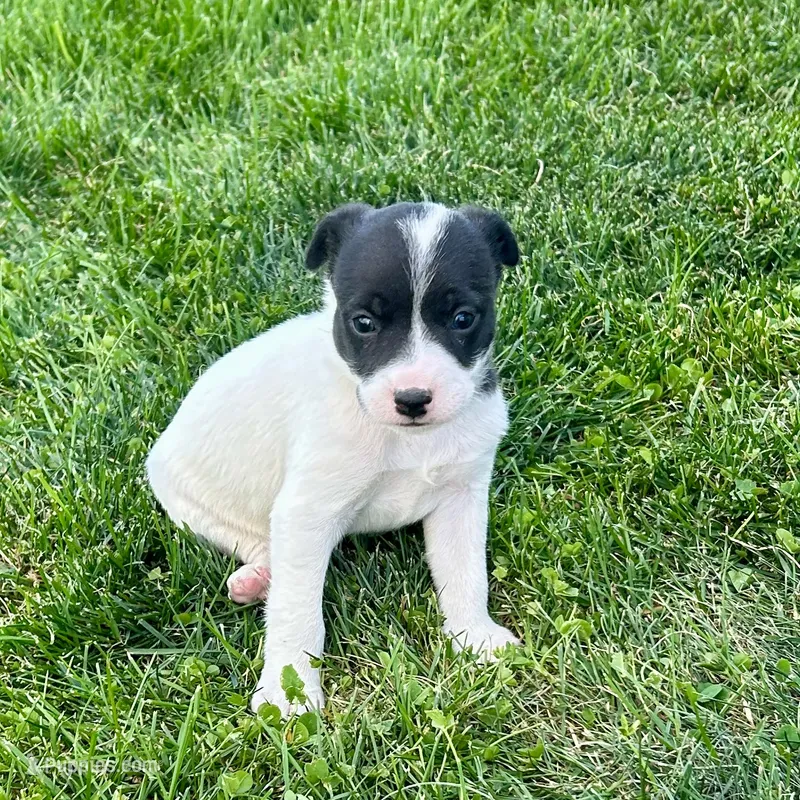Border Jack Male #1 – Jack Russell Terrier, Border Collie puppy for sale in Caldwell, ID