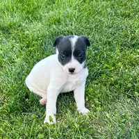 Border Jack Male #1, a female Jack Russell Terrier and Border Collie for sale in Caldwell, ID – 1 of 1