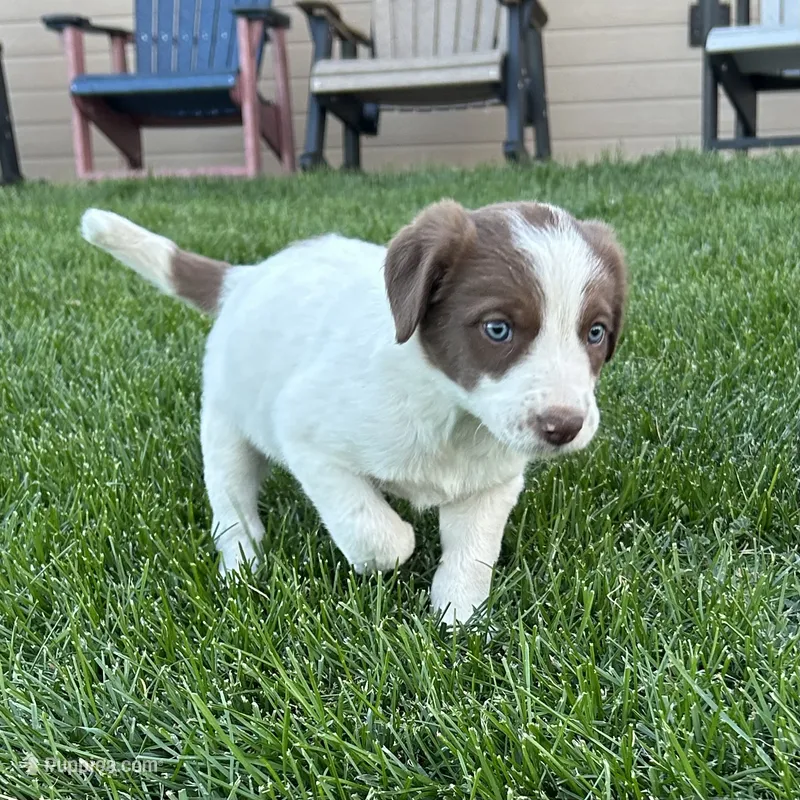 Male #5 - Border Collie – Border Collie puppy for sale in Caldwell, ID