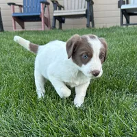 Male #5 - Border Collie, a male Border Collie for sale in Caldwell, ID – 1 of 2